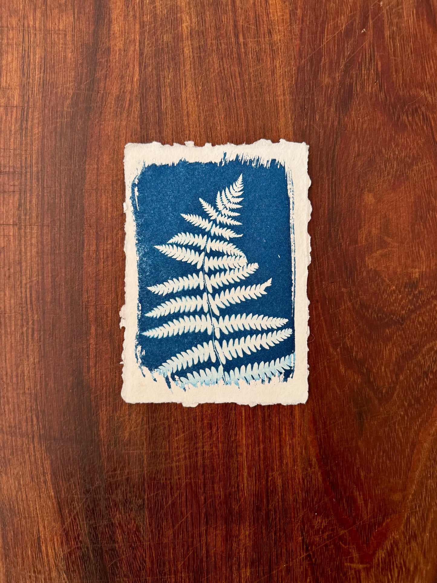 5 x 7 Cyanotype Prints