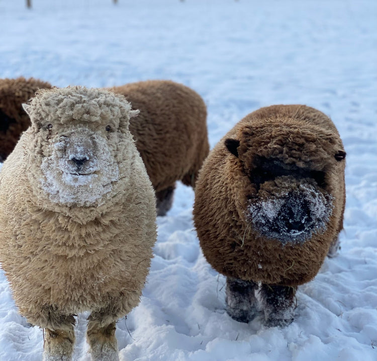 Fidelis Fields Farm Felting