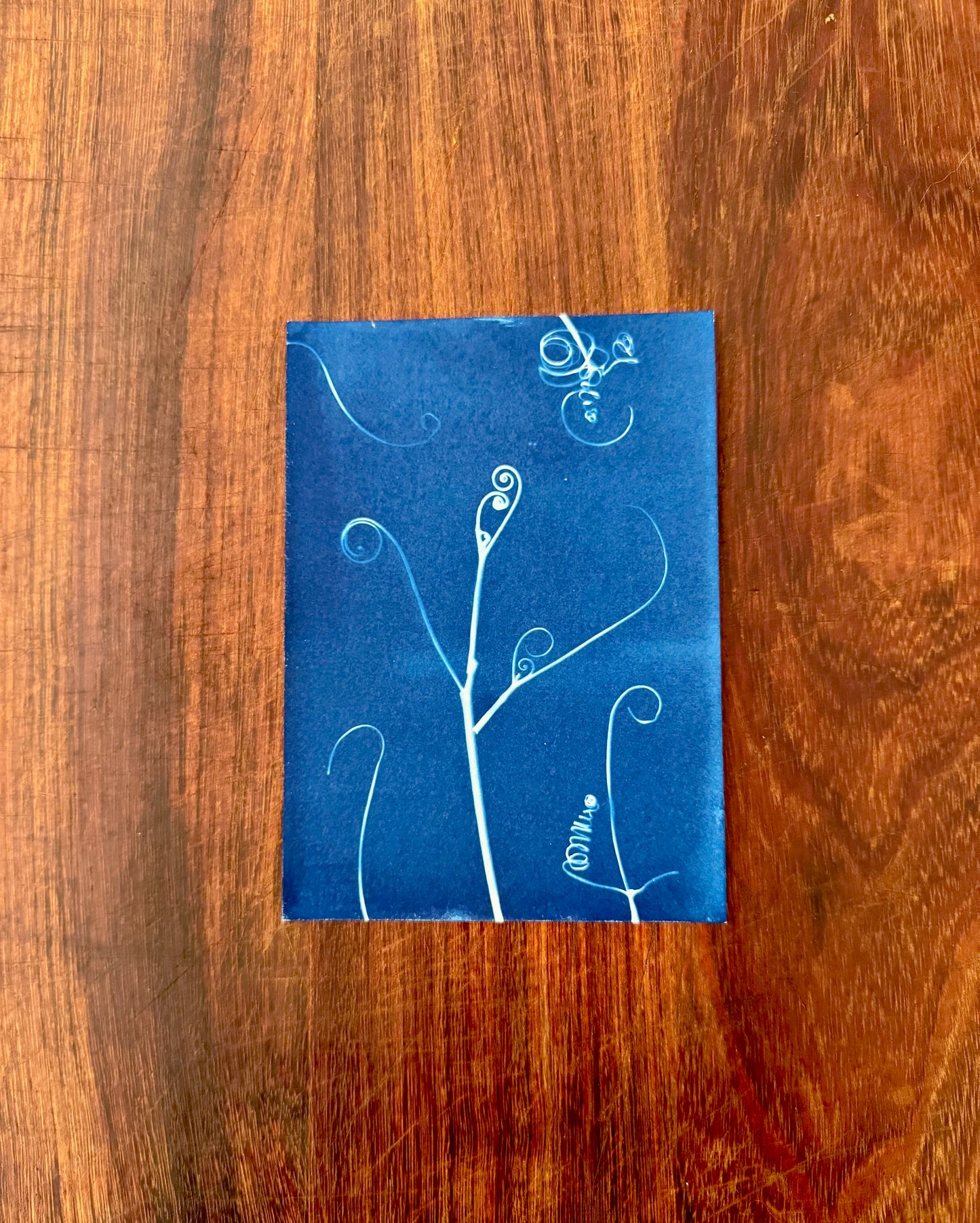 5 x 7 Cyanotype Prints