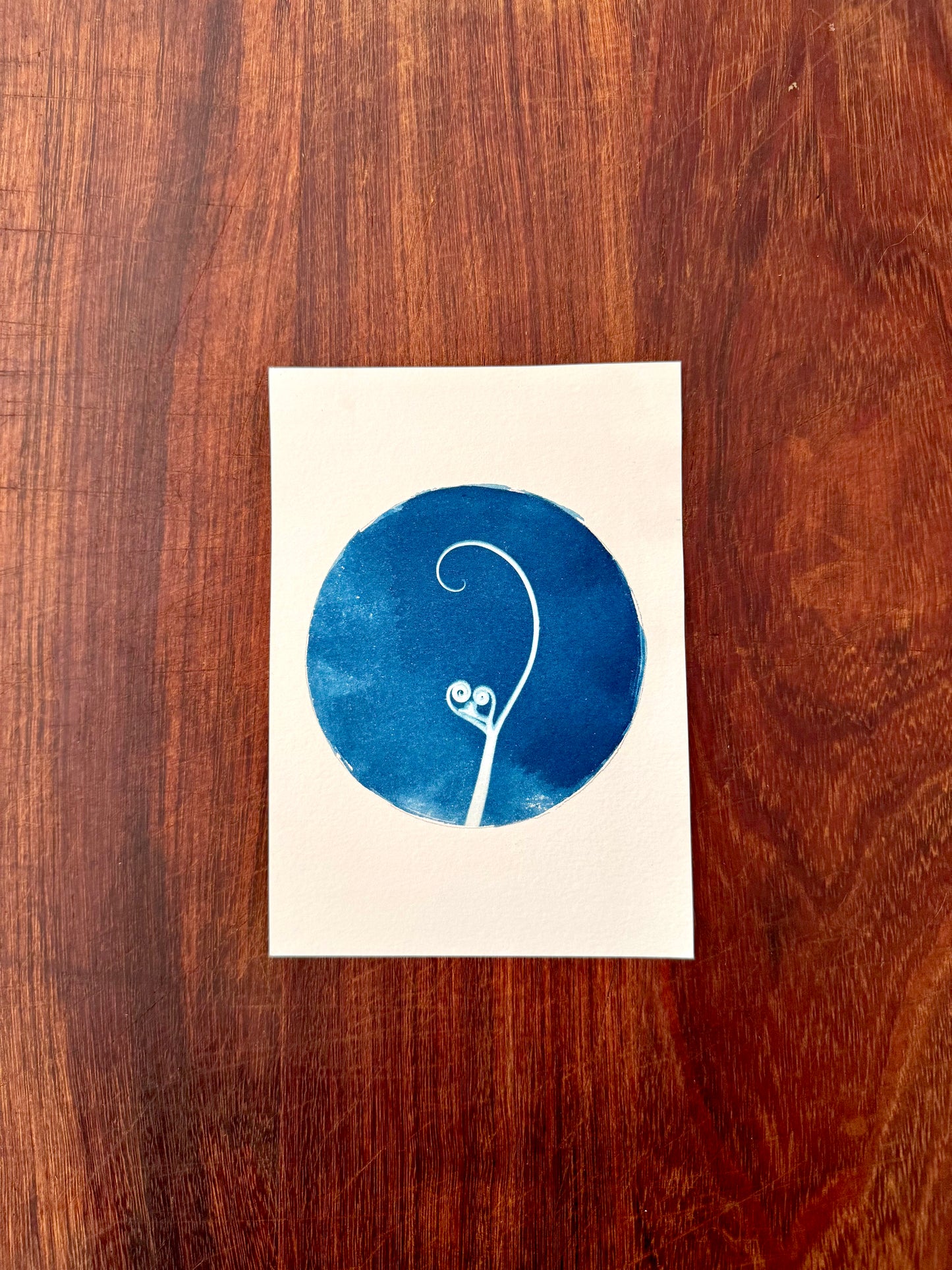 5 x 7 Cyanotype Prints
