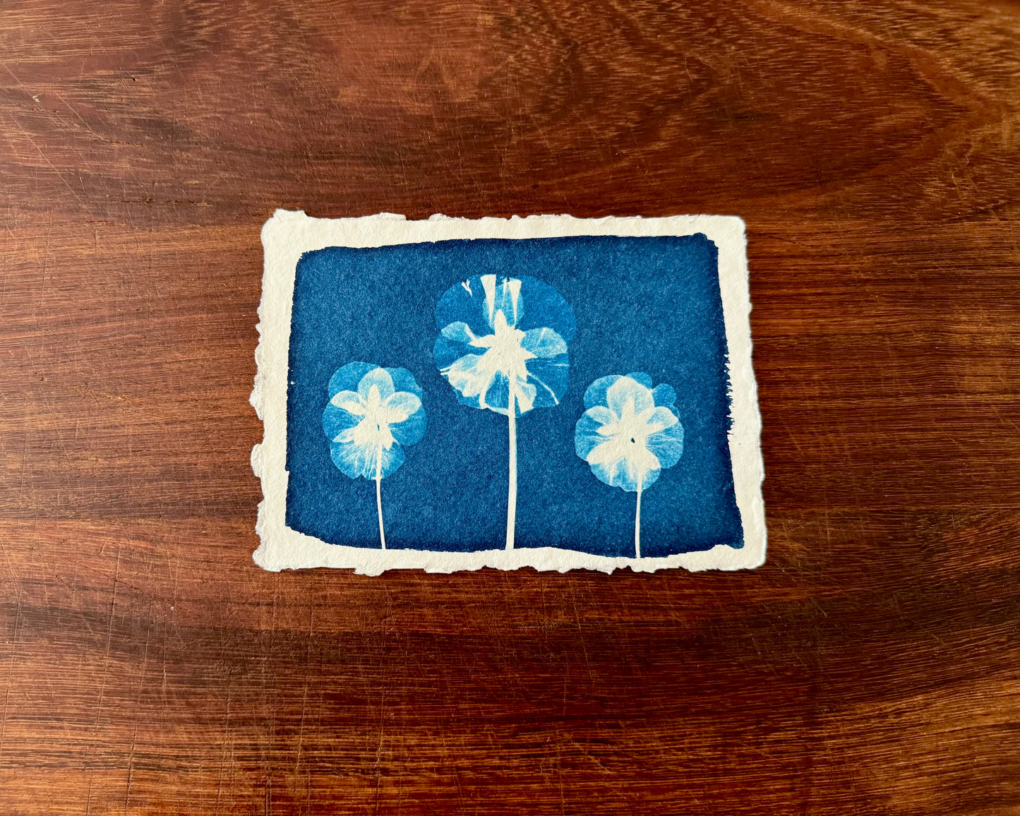 5 x 7 Cyanotype Prints