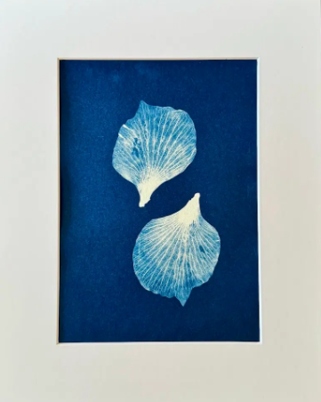 5 x 7 Cyanotype Prints in 8x10 Mat