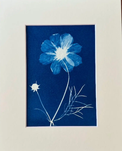 5 x 7 Cyanotype Prints in 8x10 Mat
