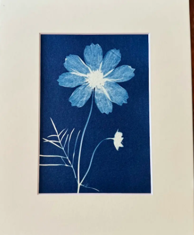 5 x 7 Cyanotype Prints in 8x10 Mat