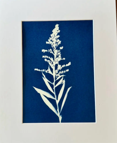 5 x 7 Cyanotype Prints in 8x10 Mat