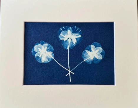 5 x 7 Cyanotype Prints in 8x10 Mat