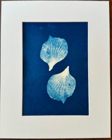 5 x 7 Cyanotype Prints in 8x10 Mat