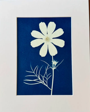 5 x 7 Cyanotype Prints in 8x10 Mat