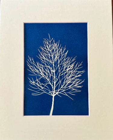 5 x 7 Cyanotype Prints in 8x10 Mat