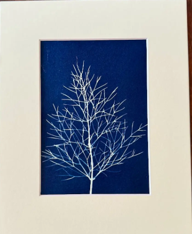 5 x 7 Cyanotype Prints in 8x10 Mat