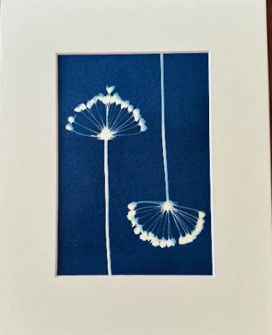 5 x 7 Cyanotype Prints in 8x10 Mat