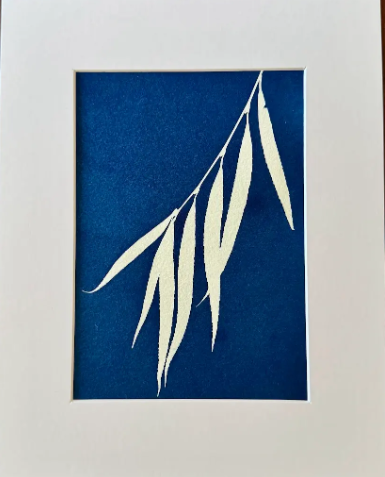 5 x 7 Cyanotype Prints in 8x10 Mat