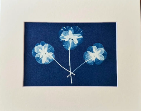 5 x 7 Cyanotype Prints in 8x10 Mat