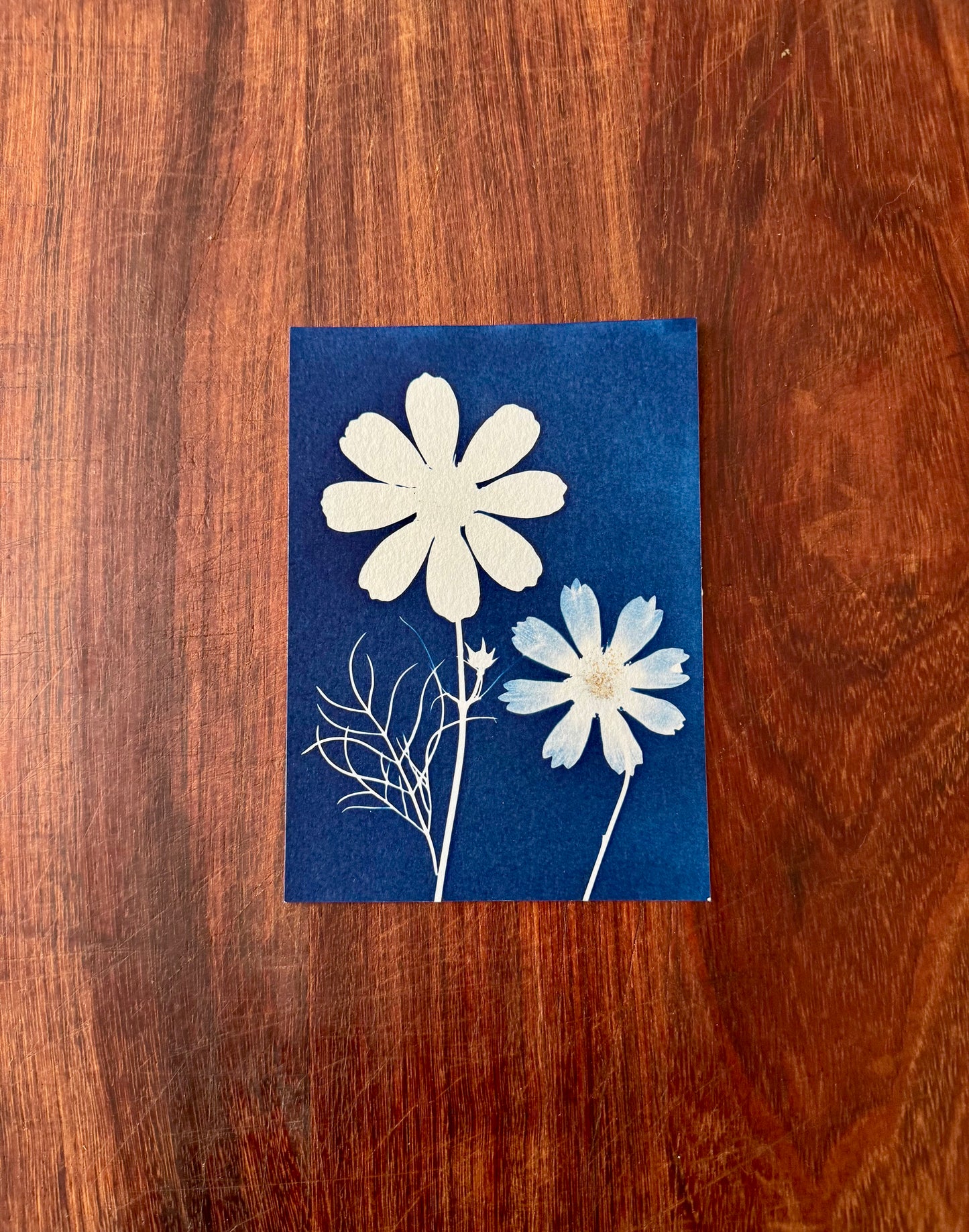 5 x 7 Cyanotype Prints