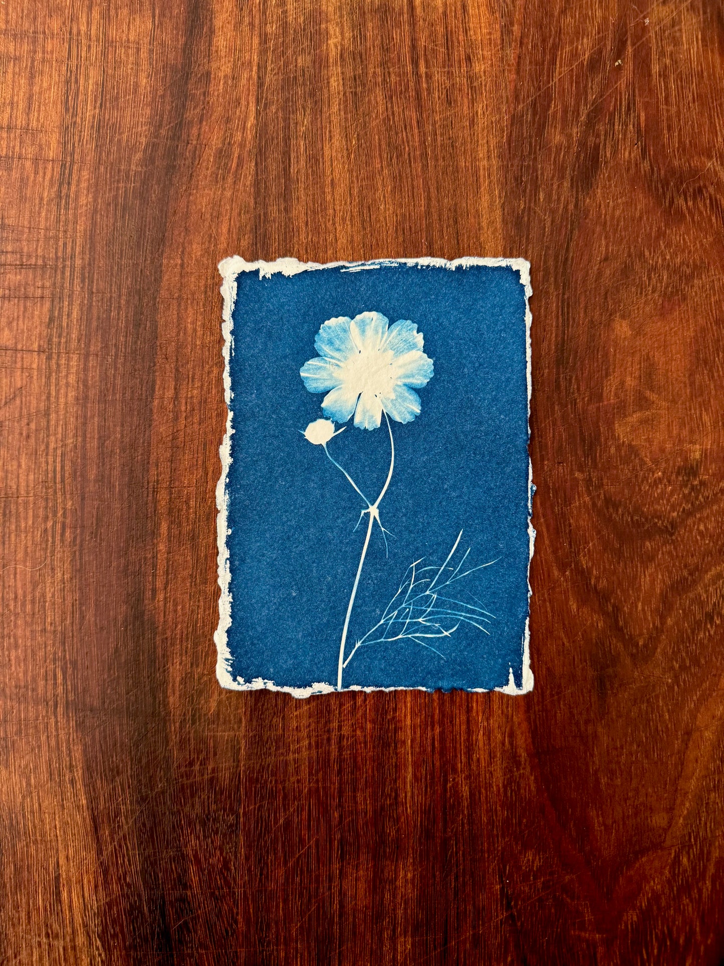 5 x 7 Cyanotype Prints