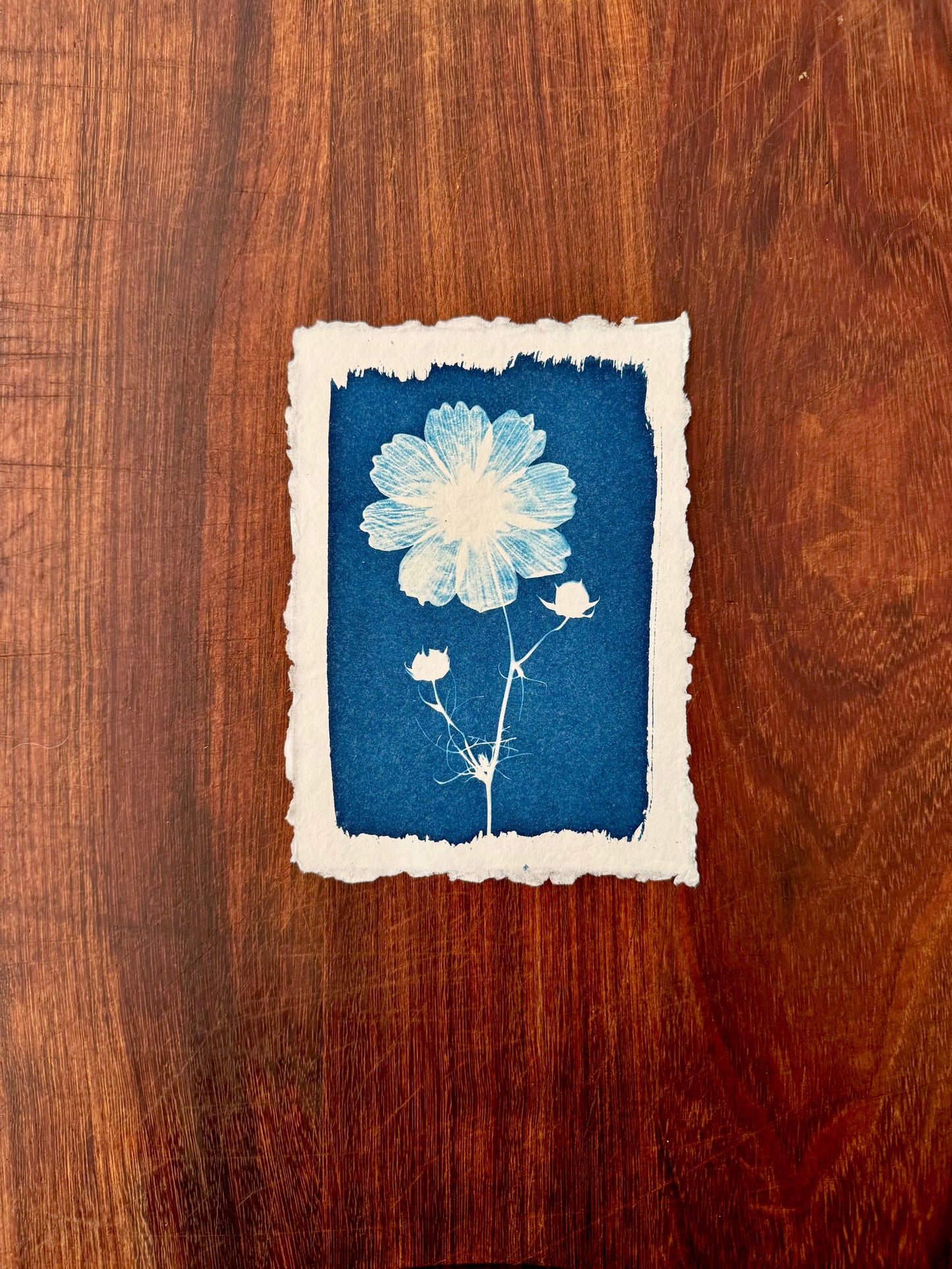 5 x 7 Cyanotype Prints