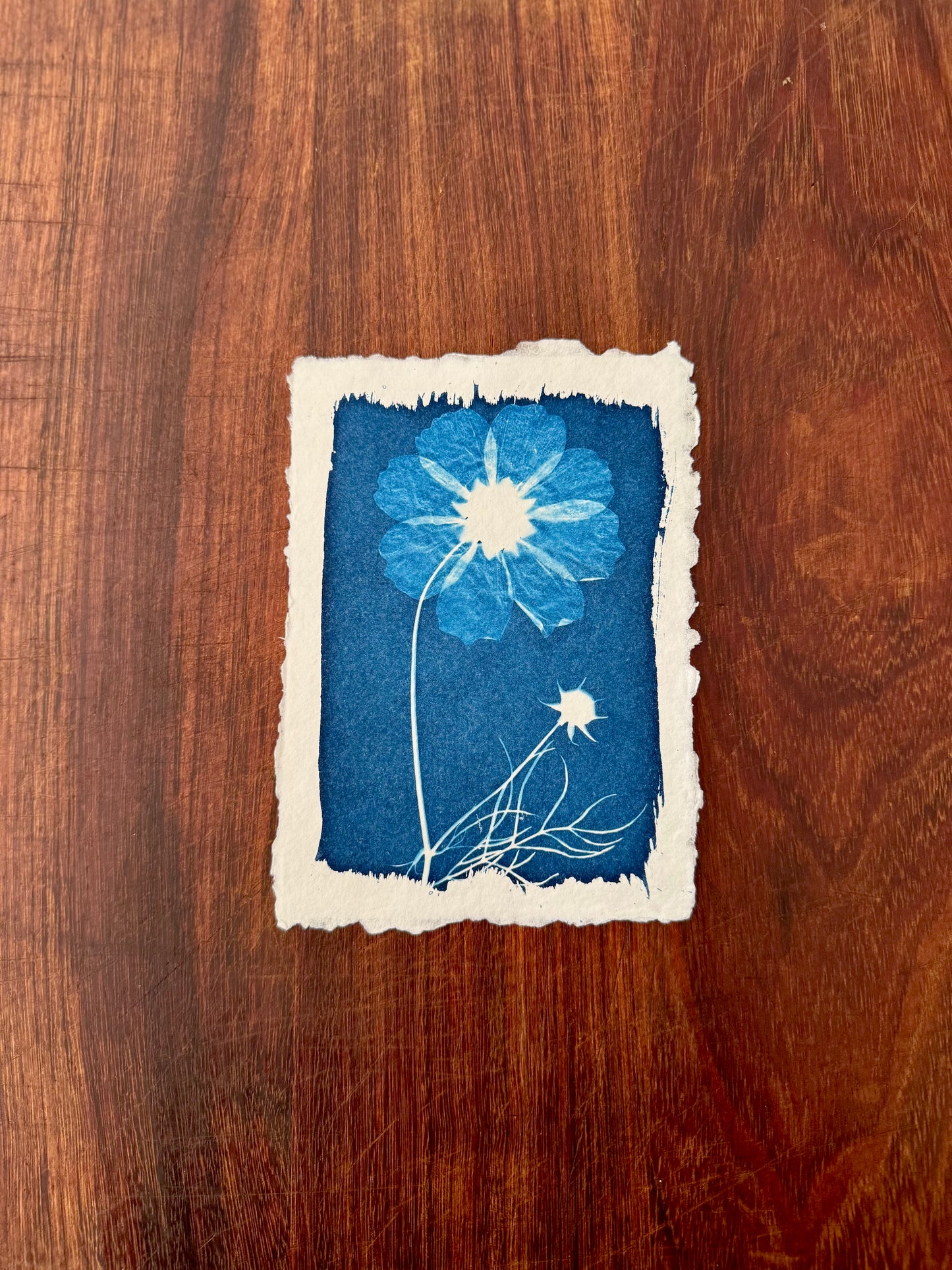5 x 7 Cyanotype Prints