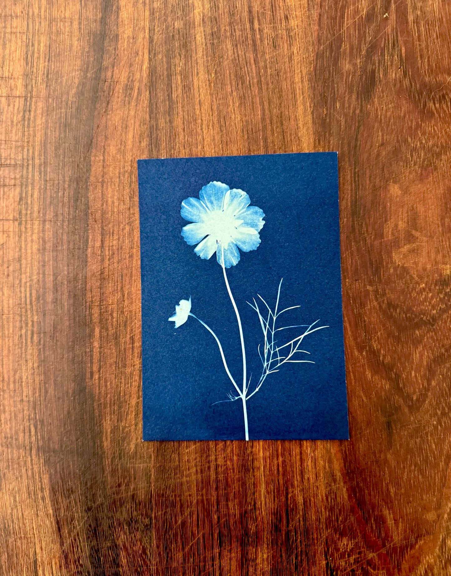 5 x 7 Cyanotype Prints