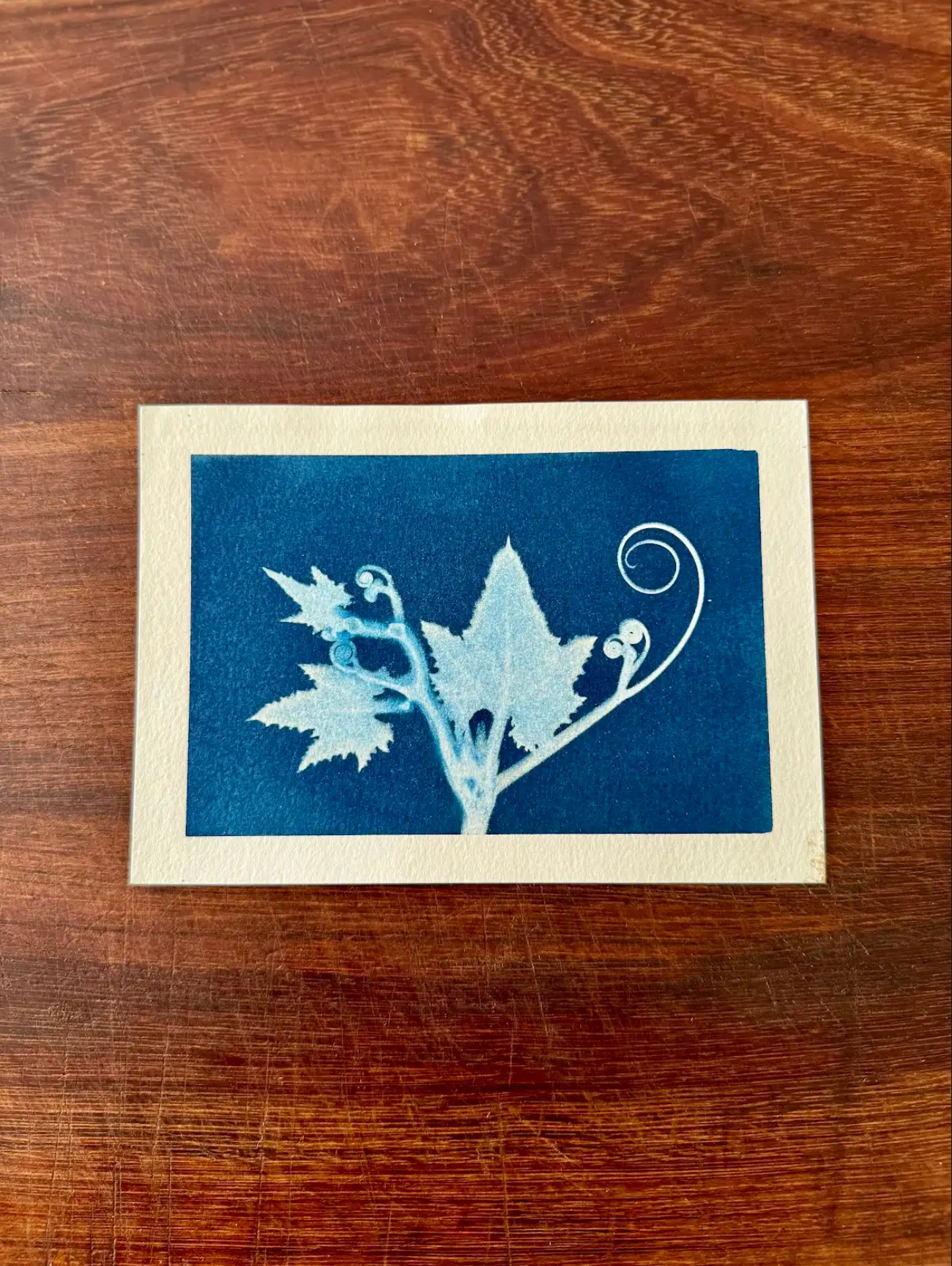 5 x 7 Cyanotype Prints
